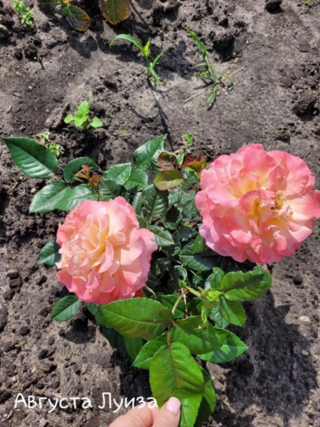 «Дом образцового порядка» — как семья в Кобрине своими силами украшает территорию многоквартирного дома «Дом образцового порядка» — как семья в Кобрине своими силами украшает территорию многоквартирного дома