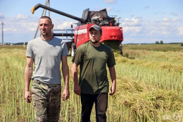 Посмотрели, как возле Бреста убирают озимый рапс Посмотрели, как возле Бреста убирают озимый рапс