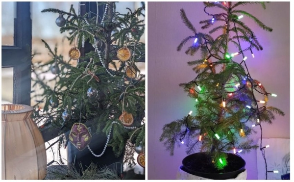 У некоторых белорусов до сих пор стоит новогодняя елка У некоторых белорусов до сих пор стоит новогодняя елка