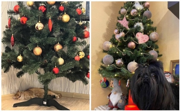 У некоторых белорусов до сих пор стоит новогодняя елка У некоторых белорусов до сих пор стоит новогодняя елка