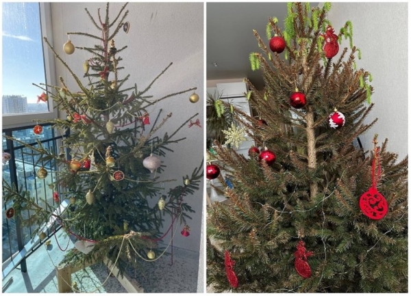 У некоторых белорусов до сих пор стоит новогодняя елка У некоторых белорусов до сих пор стоит новогодняя елка