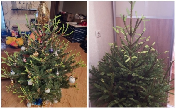 У некоторых белорусов до сих пор стоит новогодняя елка У некоторых белорусов до сих пор стоит новогодняя елка