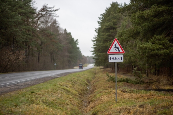 Объехать или идти на таран? Что делать, если на дорогу перед автомобилем выбежало дикое животное Объехать или идти на таран? Что делать, если на дорогу перед автомобилем выбежало дикое животное