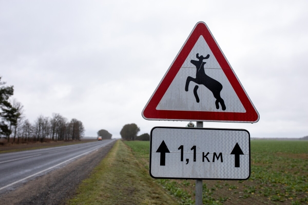 Объехать или идти на таран? Что делать, если на дорогу перед автомобилем выбежало дикое животное Объехать или идти на таран? Что делать, если на дорогу перед автомобилем выбежало дикое животное