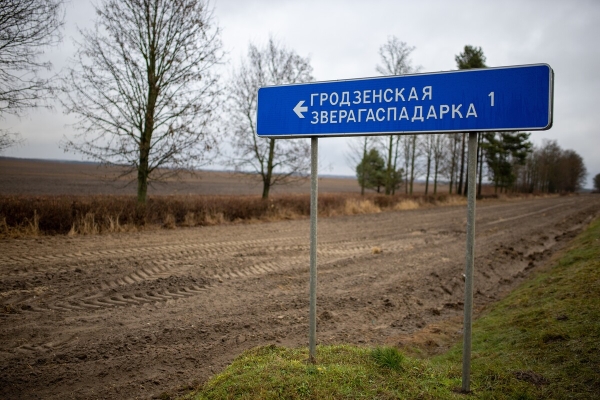 Объехать или идти на таран? Что делать, если на дорогу перед автомобилем выбежало дикое животное Объехать или идти на таран? Что делать, если на дорогу перед автомобилем выбежало дикое животное