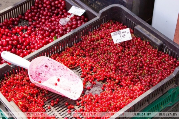 Почем на рынке в Березе продается первая голубика