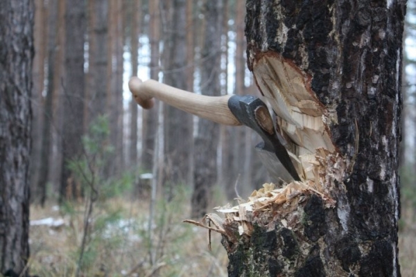 В суды Брестской области за полгода поступило 20 исков о возмещении причиненного природе вреда