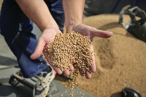 Водитель самого крутого комбайна в Беларуси: «За 1 000 рублей в поле точно бы не работал!»