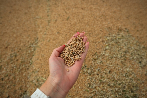 Водитель самого крутого комбайна в Беларуси: «За 1 000 рублей в поле точно бы не работал!»