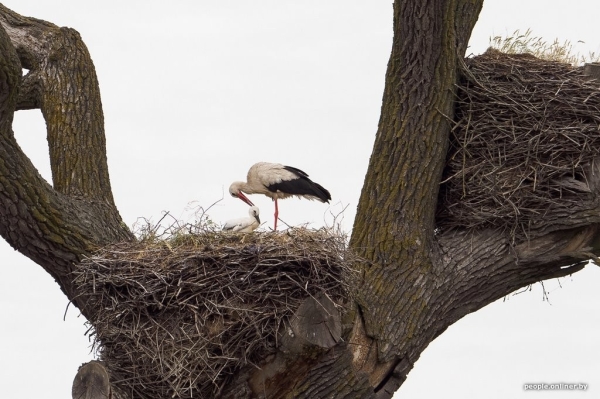 Белорусские аисты полетят зимовать за экватор, а совы останутся в Беларуси