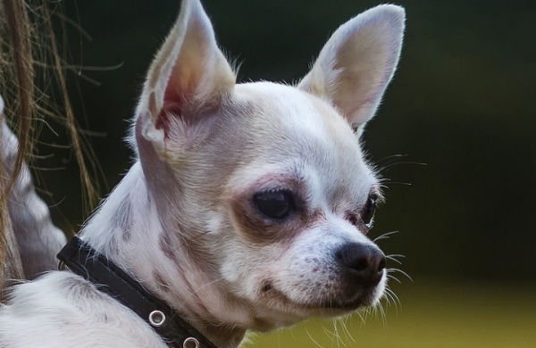 Девочку укусил чихуа-хуа, а ее мать потребовала 5000 рублей моральной компенсации. Что решил суд?