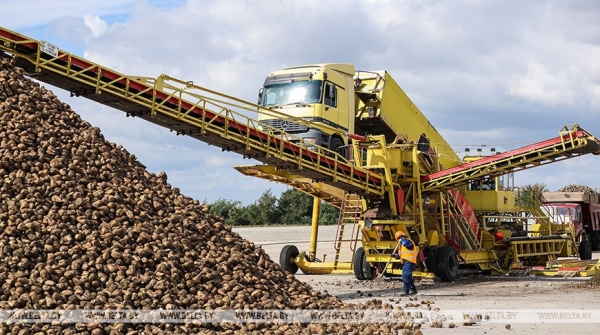 Жабинковский сахарный завод начнет перерабатывать свеклу с 15 сентября