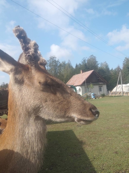 В Беларуси олень напугал женщину в лесу и собрал более 1,5 млн просмотров в TikTok. Поговорили с его хозяином В Беларуси олень напугал женщину в лесу и собрал более 1,5 млн просмотров в TikTok. Поговорили с его хозяином