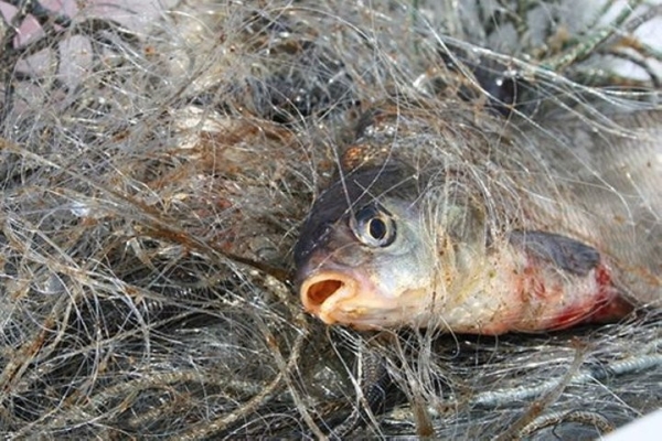 Большой штраф за незаконную ловлю рыбы получил житель Барановичей Большой штраф за незаконную ловлю рыбы получил житель Барановичей