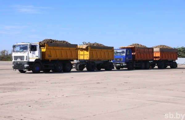 В Брестской области накопано 370 тысяч тонн сахарной свеклы В Брестской области накопано 370 тысяч тонн сахарной свеклы