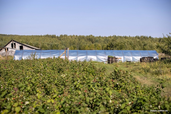 «За день выручка может быть 1000 рублей». Белорусы о том, как закатки и варенье конвертируются в море и iPhone