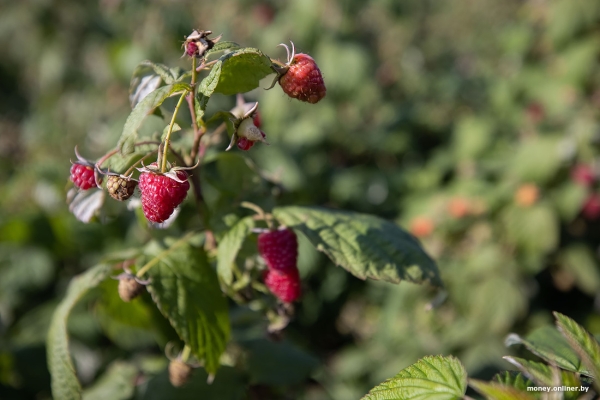 «За день выручка может быть 1000 рублей». Белорусы о том, как закатки и варенье конвертируются в море и iPhone