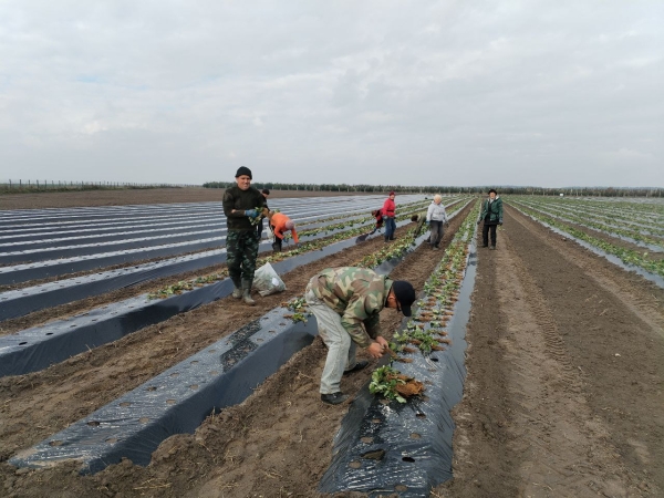 В Пинском районе закладывают клубничную плантацию