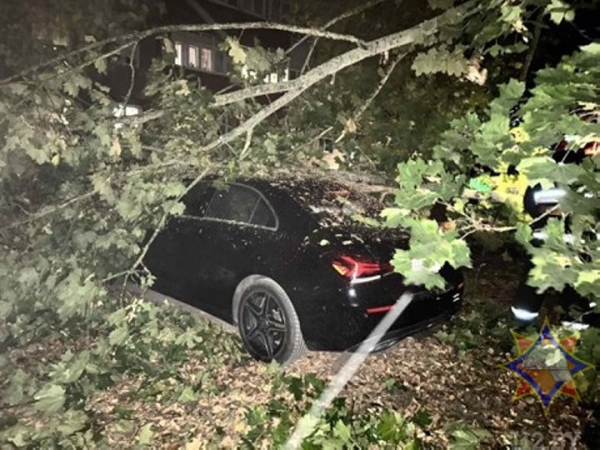 В Брестской области сильный ветер валил деревья и пролеты железобетонных заборов. Сколько автомобилей пострадало?