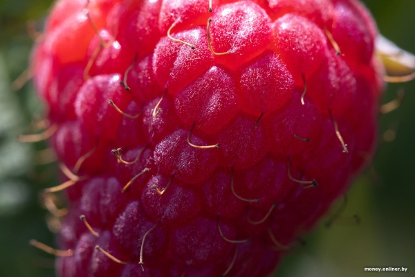 «За день выручка может быть 1000 рублей». Белорусы о том, как закатки и варенье конвертируются в море и iPhone