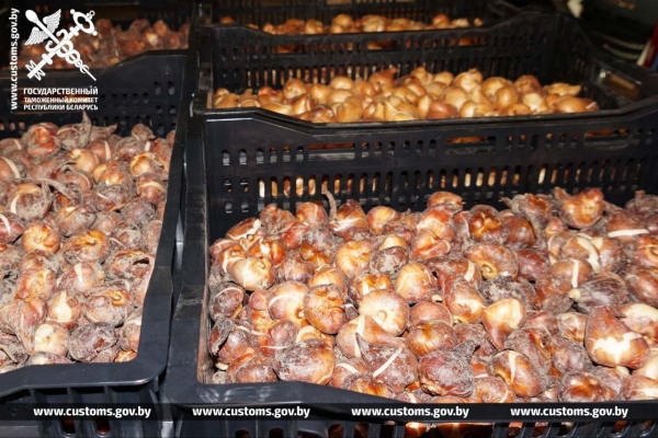 Брестские таможенники установили два факта незаконного ввоза в Беларусь луковиц тюльпанов Брестские таможенники установили два факта незаконного ввоза в Беларусь луковиц тюльпанов