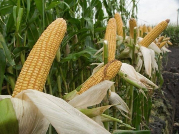 Брестская область планирует получить за счет кукурузы дополнительно около 300 тыс. тонн зерна Брестская область планирует получить за счет кукурузы дополнительно около 300 тыс. тонн зерна