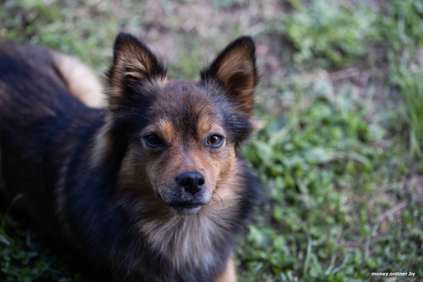 «За день выручка может быть 1000 рублей». Белорусы о том, как закатки и варенье конвертируются в море и iPhone