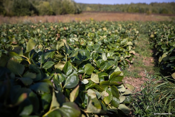 «За день выручка может быть 1000 рублей». Белорусы о том, как закатки и варенье конвертируются в море и iPhone