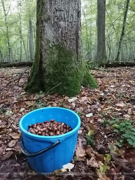 В Беловежской пуще прошел сбор желудей скального дуба В Беловежской пуще прошел сбор желудей скального дуба