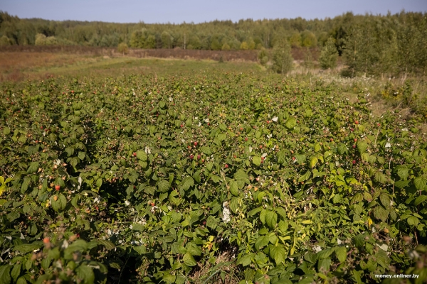 «За день выручка может быть 1000 рублей». Белорусы о том, как закатки и варенье конвертируются в море и iPhone