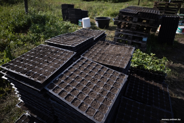 «За день выручка может быть 1000 рублей». Белорусы о том, как закатки и варенье конвертируются в море и iPhone