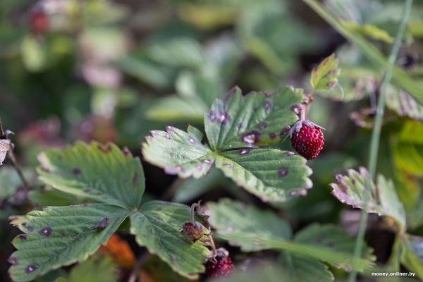 «За день выручка может быть 1000 рублей». Белорусы о том, как закатки и варенье конвертируются в море и iPhone