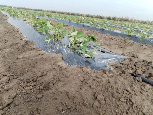 В Пинском районе закладывают клубничную плантацию