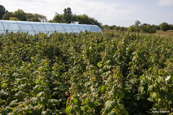 «За день выручка может быть 1000 рублей». Белорусы о том, как закатки и варенье конвертируются в море и iPhone