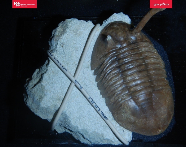 Белорус пытался контрабандой ввезти в Польшу древние окаменелости