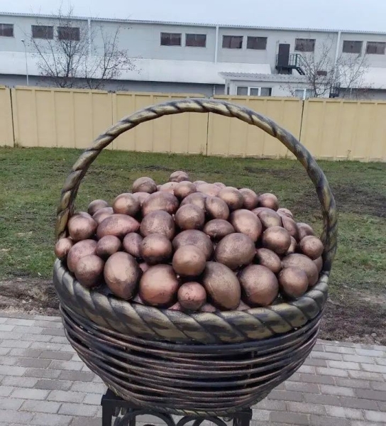 В Бобруйском районе установили памятник картошке В Бобруйском районе установили памятник картошке