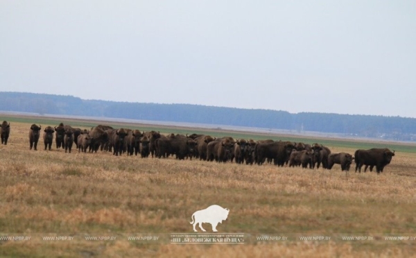 Почти все беловежские зубры вышли из лесных массивов