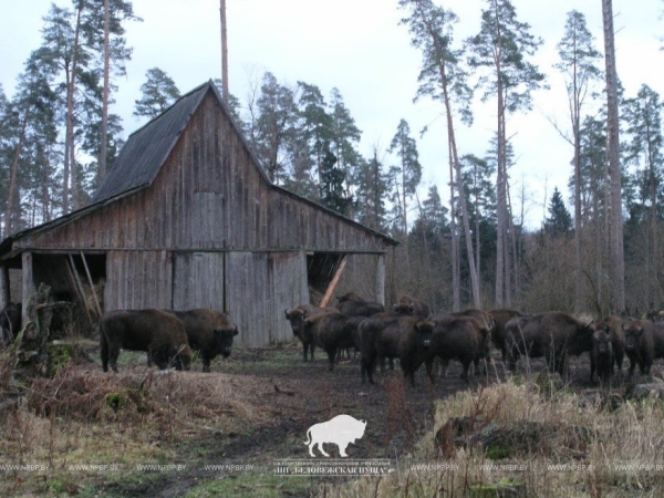 Почти все беловежские зубры вышли из лесных массивов