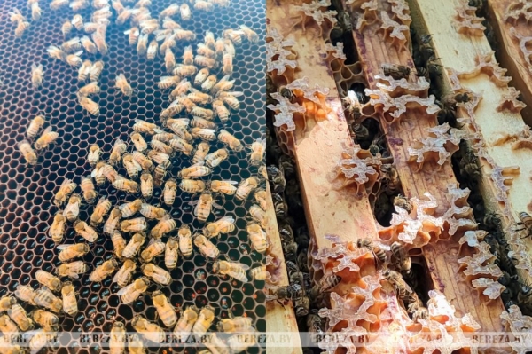 Как добывают жидкое золото природы, рассказал пчеловод из Брестской области Как добывают жидкое золото природы, рассказал пчеловод из Брестской области