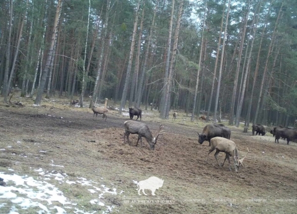 Зимнюю подкормку диких животных начали в Беловежской пуще Зимнюю подкормку диких животных начали в Беловежской пуще