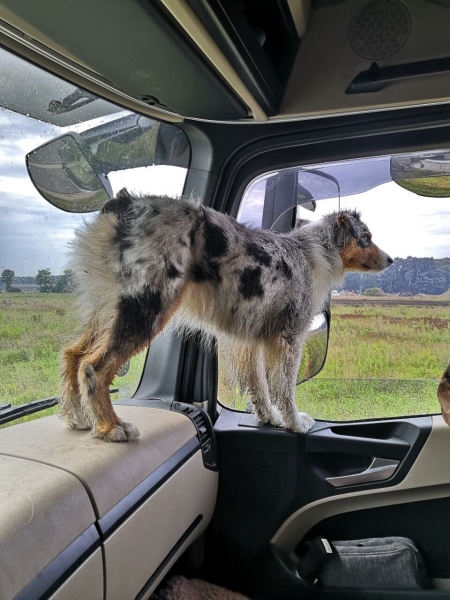 «Да хоть с крокодилом! Главное, чтобы в кабине было чисто!» Белоруска ушла в дальнобой и ездит... с собакой «Да хоть с крокодилом! Главное, чтобы в кабине было чисто!» Белоруска ушла в дальнобой и ездит... с собакой