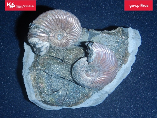 Белорус пытался контрабандой ввезти в Польшу древние окаменелости