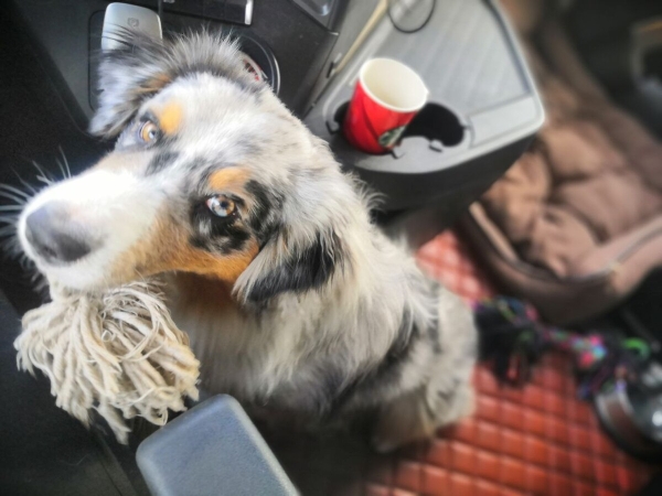 «Да хоть с крокодилом! Главное, чтобы в кабине было чисто!» Белоруска ушла в дальнобой и ездит... с собакой «Да хоть с крокодилом! Главное, чтобы в кабине было чисто!» Белоруска ушла в дальнобой и ездит... с собакой