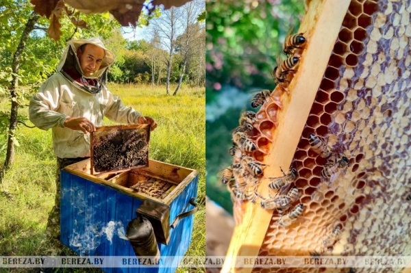 Как добывают жидкое золото природы, рассказал пчеловод из Брестской области Как добывают жидкое золото природы, рассказал пчеловод из Брестской области