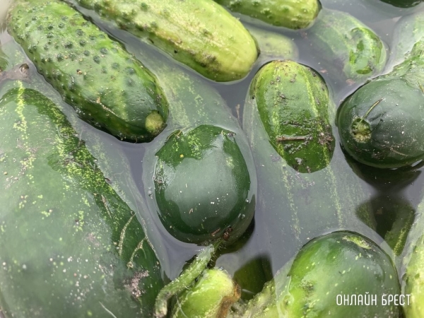 МАРТ начал работу с торговыми сетями по поставкам белорусских огурцов в межсезонье МАРТ начал работу с торговыми сетями по поставкам белорусских огурцов в межсезонье