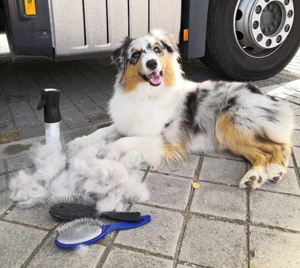 «Да хоть с крокодилом! Главное, чтобы в кабине было чисто!» Белоруска ушла в дальнобой и ездит... с собакой «Да хоть с крокодилом! Главное, чтобы в кабине было чисто!» Белоруска ушла в дальнобой и ездит... с собакой