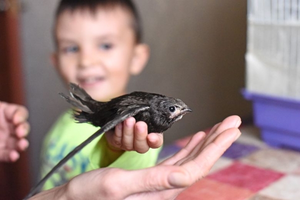 Подарок с неба. Как гомельчанка спасла и выходила птенца стрижа