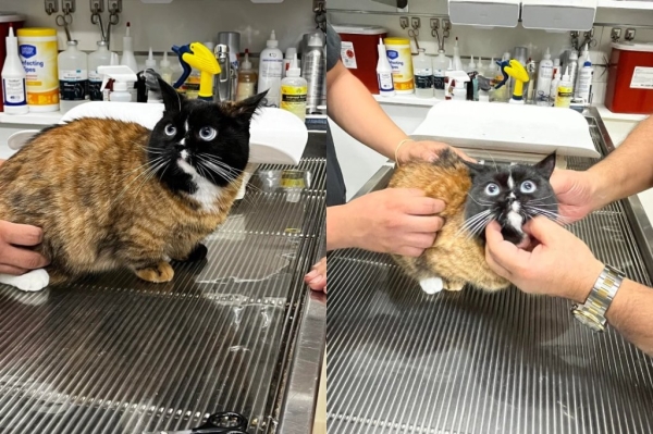 Пользователи нашли самого необычного кота в истории интернета Пользователи нашли самого необычного кота в истории интернета