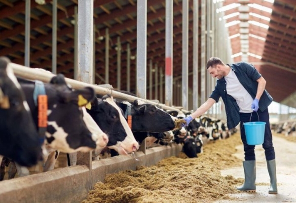 Зарплаты до 5000 рублей. Посмотрели, какие вакансии предлагают белорусам для работы в сельском хозяйстве