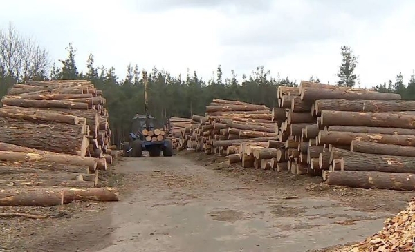 Какие страны зарабатывают миллиарды долларов на экспорте древесины Какие страны зарабатывают миллиарды долларов на экспорте древесины